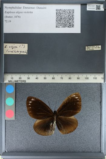 Media type: image;   Entomology 161030